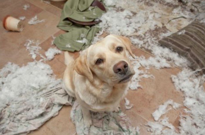 Does Home Insurance Cover Pet Damage To Your Carpet And Floors